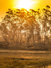 Firetrucks and Firefighters at a grassfire in Australia