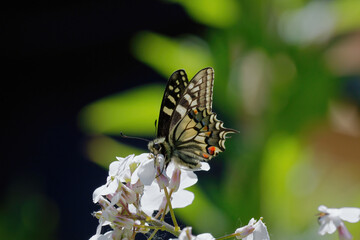 A Swallowtail Butterfly nectering on white flowers.
