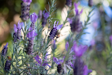 Lavender