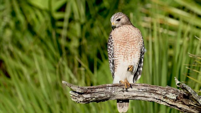 A red shouldered hawk in Florida video clip in 4k
