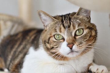 猫のアップ写真