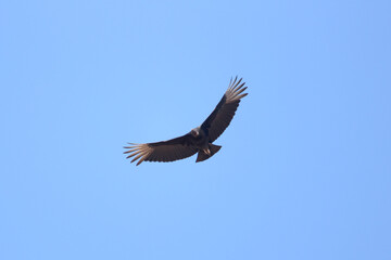 vulture flying in the blue sky