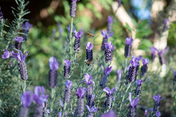 lavender flowers in region