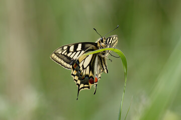 A Swallowtail Butterfly basking.
