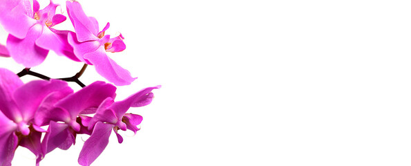 Fototapeta na wymiar Purple blooming gentle flowers of Phalaenopsis orchid on light background banner. Home plants care. 