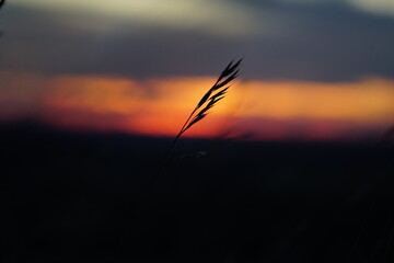 Bokeh background silhouette style photo of dried grass and setting sun in the background.