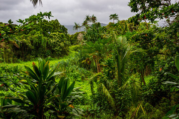 Fototapeta premium Trees in Ko'olau Forest Reserve in Maui, Hawaii on a wet and foggy.