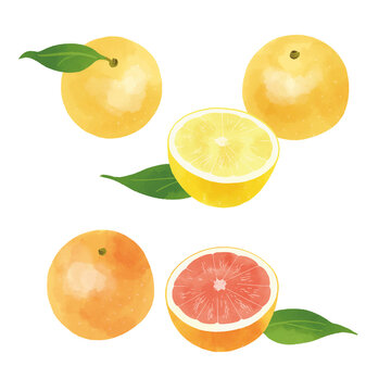 グレープフルーツの手描きイラスト/ホワイトグレープフルーツとピンクグレープフルーツ