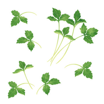 21 Best 食材イラスト Images Stock Photos Vectors Adobe Stock