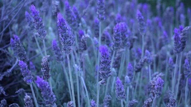 Flores de lavanda