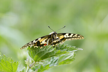 A Swallowtail Butterfly basking.