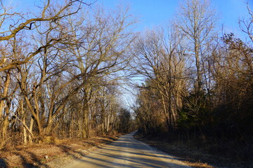 Fototapeta na wymiar The view of empty road with dead trees near Chesapeake City, Maryland, U.S