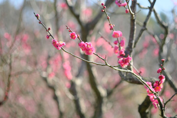 梅の花と蕾