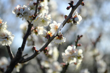 晴れの日の白梅の花