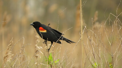 red winged blackbird