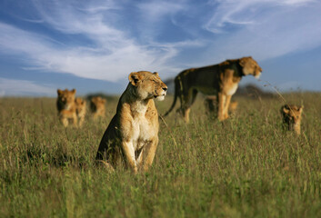 African Lion (Panthera leo) pack of female lions with cubs scanning the savanna, Serengeti National...
