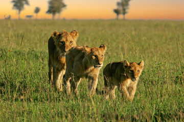 African Lion (Panthera leo) pack of female lions with cubs strolling in savanna, Serengeti National...