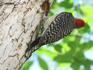 Red-bellied woodpecker