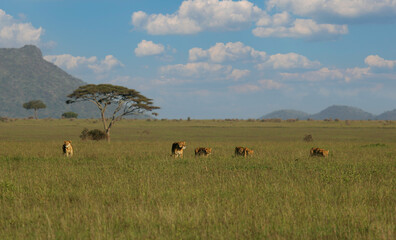 African Lion (Panthera leo) pack of female lions with cubs strolling in savanna, Serengeti National Park; Tanzania