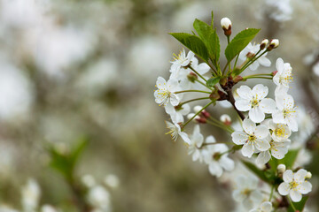 Spring bloom, blossom, white flowers on cherry tree branch closeup, macro. Bokeh abstract background with copyspace