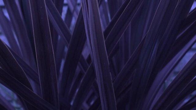 Hojas violetas intensas