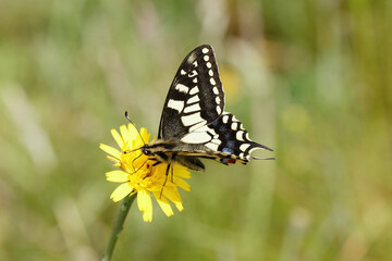 A Swallowtail Butterfly nectering a dandelion flower.