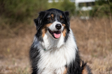 Portrait of an Australian Shepherd Outside in a Field