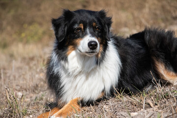 Australian Shepherd Dog, Working Ranch Dog in a Field