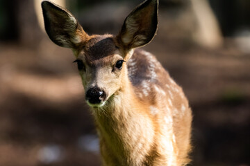 Deer in Sunriver, OR, Wildlife of West Coast
