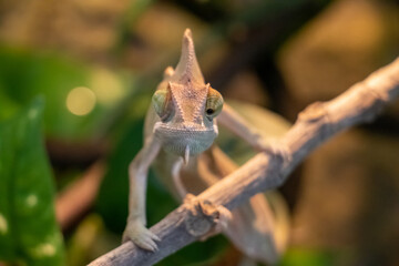 Veiled Chamelon in Pet Terrarium
