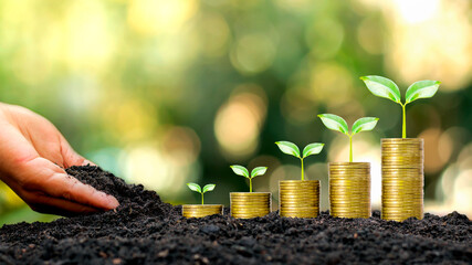Hands that are putting soil on trees growing on gold coins and natural background. Concept of successful financial growth and business management.