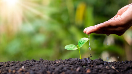 Farmer's hand planting, watering young plants in green background, concept of natural plant seeding and growing.