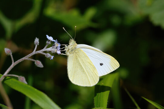 A Small White Butterfly nectaring on Forget-me-Nots.