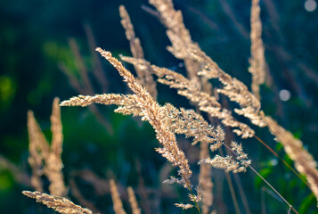 Close view of grass stems. Calm and natural background
Selective soft focus of dry grass at golden sunset light.