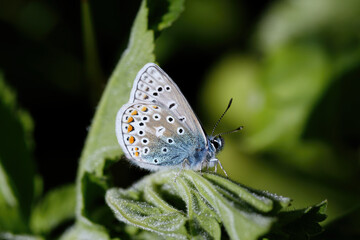  A Common Blur Butterfly sitting on green leaves.