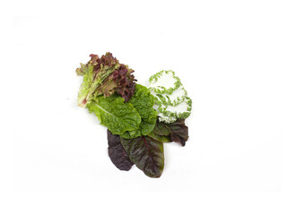 Lettuce is isolated on a white background