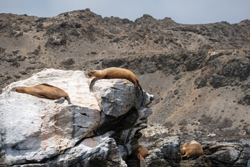 Lobos Marinos, Isla Los Choros. Punta de Choros, Chile