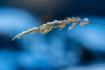 Snow-covered dry branch. Snow-covered dry plant with blue background.