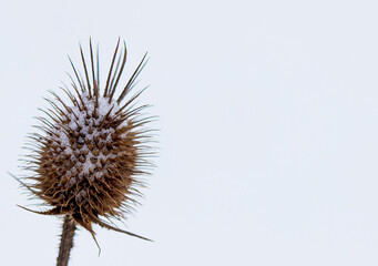 Snow-covered dry thistle. Plant under the snow. Closeup shot. Free copy space. White background.