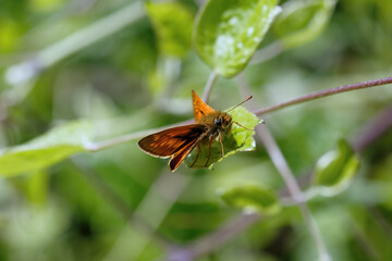 A Large Skipper Butterfly basking on a green leaf.