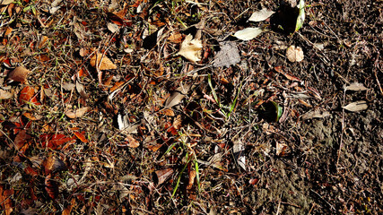 公園の小枝と枯葉のある地面