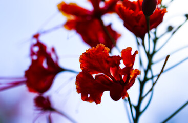 Caesalpinia Pulcherrima flower. Mexican Red Bird of Paradise or Poinciana, Peacock Flower and Pride of Barbados plant.