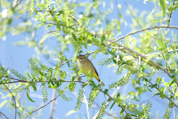 Yellow Warbler
