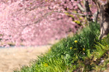 河津桜の風景