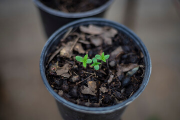 cannabis plant first week of growth