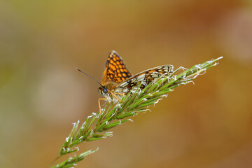 A Heath Fritillary Butterfly resting on grass.