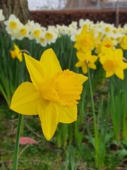 daffodils in spring