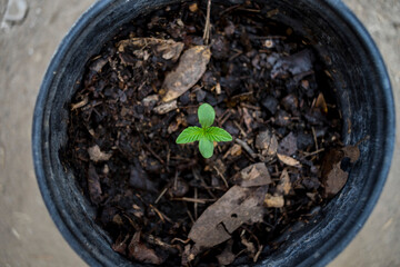 cannabis plant first week of growth