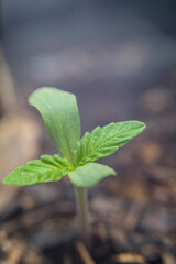cannabis plant first week of growth