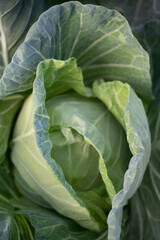 Fototapeta premium Cabbage head